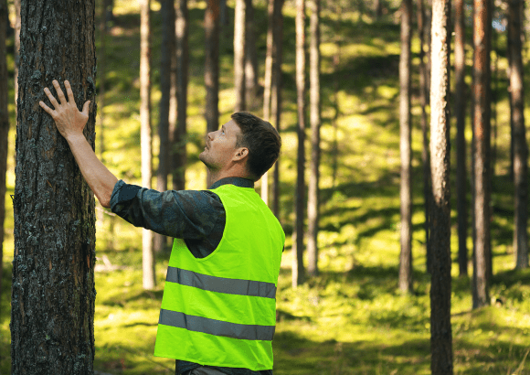 Projeto de reposição florestal (PRF)